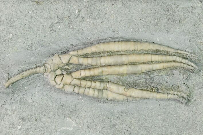 Fossil Crinoid (Parascytalocrinus) - Crawfordsville, Indiana #150428